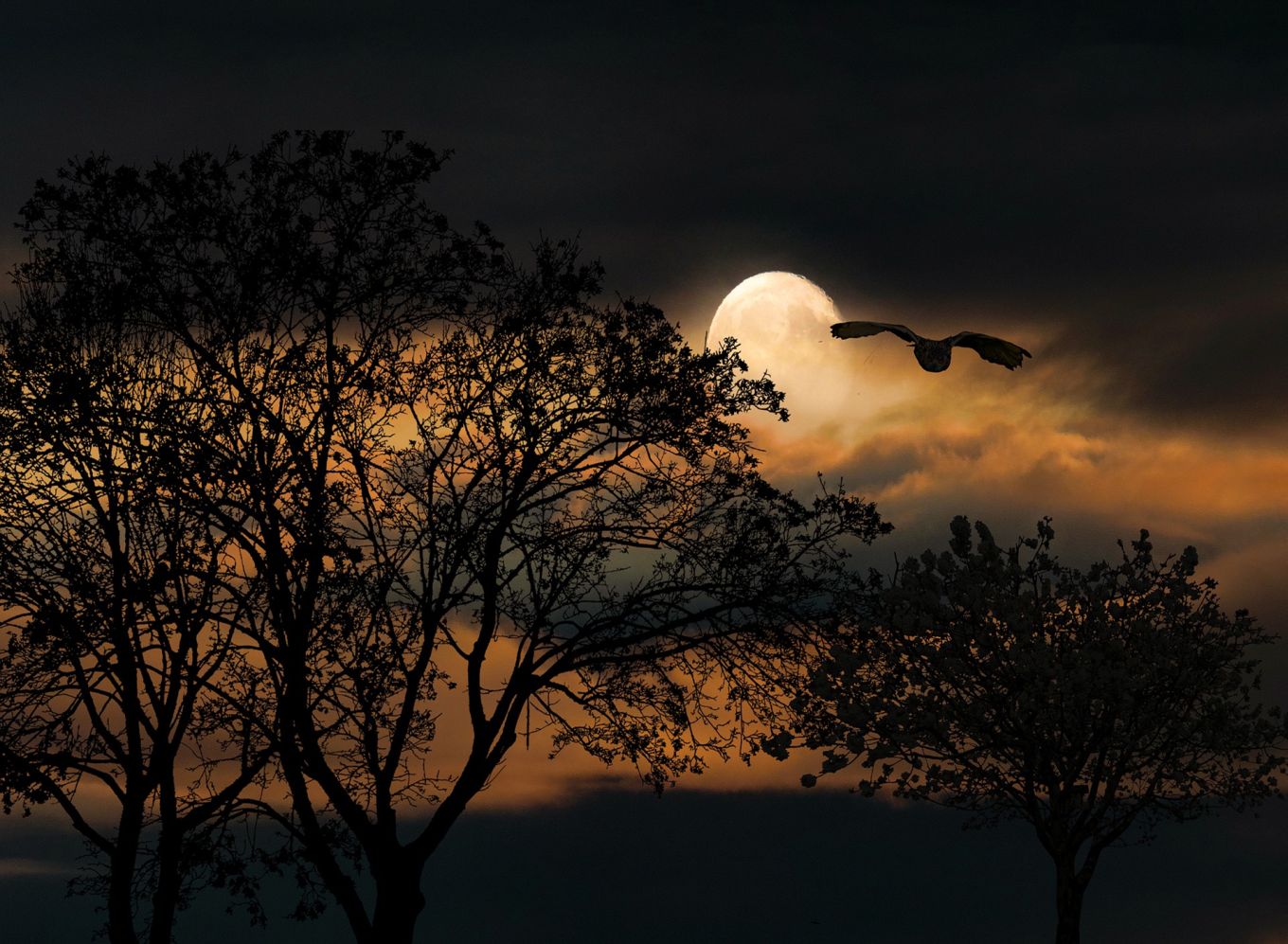 Plongez au cœur du mystérieux univers des reines de la nuit : les chauves-souris.